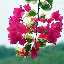 Baby Pink Bougainvillea Flower Seeds for Planting | Heirloom Non-GMO High Germination Organic Garden Seeds
