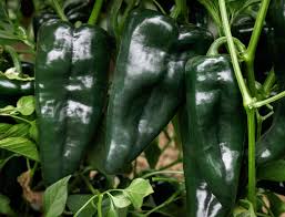 Poblano Vegetable Seeds for Planting – Heirloom & Non-GMO Garden Seeds