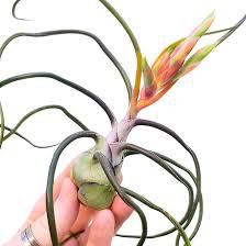 Bromeliad Tillandsia Bulbosa Orange Seeds for Planting – Heirloom, Non-GMO, High Germination Organic Garden Seeds, Pollinator Friendly