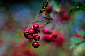 Red Russian Blueberry tree seeds for planting - Heirloom & Non-GMO garden seeds for unique tangy berries