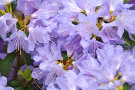 Purple Azalea Flower Seeds for Planting – Heirloom, Non-GMO, Easy to Grow, High Germination Organic Garden Seeds