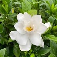 Cape Jasmine Jasminoides Fragrant White Shrub Flower Seeds for Planting | Low Maintenance Heirloom Non-GMO Organic Garden Seeds