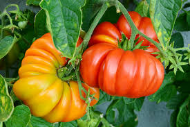 Rainbow Giant Beefsteak Tomato Seeds – Heirloom Non-GMO Colorful Juicy Vegetable Seeds for Planting, Organic Garden Seeds