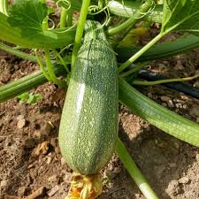 Grey Zucchini Squash Seeds for Planting – Heirloom, Non-GMO, Tender Summer Vegetable – High Germination