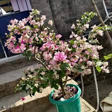 Mixed Bougainvillea Flower Seeds for Planting – Heirloom, Non-GMO, Garden Favorite Organic Seeds