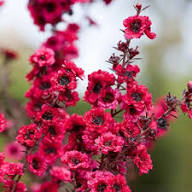 Pink Manuka Honey Teatree Leptospermum Scoparium Flower Seeds for Planting – Heirloom Non-GMO Organic