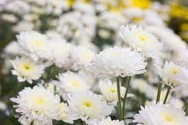 Flower Seeds, Seeds,Seeds For Planting,Plant Seeds