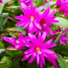 Violet Schlumbergera Flower Seeds for Planting – Heirloom, Non-GMO, High Germination Organic Garden Seeds for Exotic Indoor Blooms