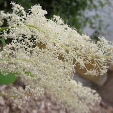 White Sumac Flower seeds for Planting - Drought Tolerant, Heirloom &amp; GMO Free Seeds for Home Garden, 100pcs