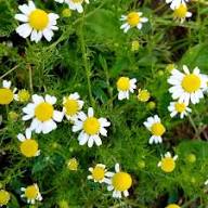 White German Fragrant Flower Seeds for Planting – Heirloom, Non-GMO, High Germination Organic Garden Seeds