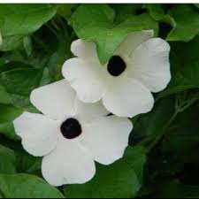 White Thunbergia Flower Seeds for Planting | Heirloom Non-GMO High Germination