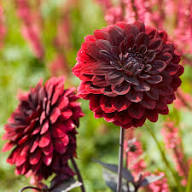Arabian Night Dahlia Flower Seeds for Planting – Heirloom Non-GMO Wildflower Mix Organic Garden Seeds