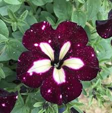 White & Maroon Petunia Flower Seeds for Planting – Easy to Grow Heirloom Non-GMO GMO Free Seeds for Home Garden