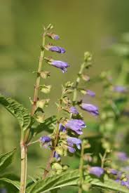 Blue Skullcap Flower Seeds for Planting | Heirloom Non-GMO High Germination
