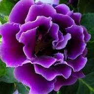 Purple Gloxinia Flower Seeds for Planting | Heirloom Non-GMO High Germination Organic Garden Seeds