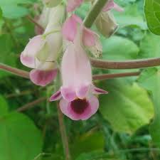Pink Martynia Flower Seeds for Planting | Heirloom Non-GMO Organic Garden Seeds, Shade Tolerant, High Germination
