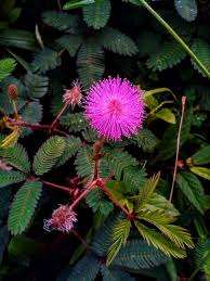 Heirloom Mimosa Pudica Flower Seeds for Planting – Perfect for Borders, Non-GMO, High Germination Organic Garden Seeds