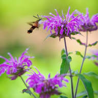 Purple Monarda Didyma Flower Seeds for Planting | Heirloom Non-GMO High Germination Organic Garden Seeds