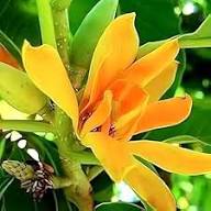 Chempaca Flower Seeds for Planting – Fragrant Blossoms, Heirloom, Non-GMO, High Germination Organic Garden Seeds