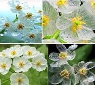 Skeleton Flower Seeds for Planting – Drought Tolerant Heirloom Non-GMO GMO Free Seeds for Home Garden