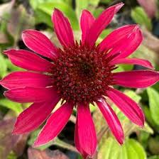 Maroon Coneflower Flower Seeds for Planting – Heirloom, Non-GMO, High Germination Organic Garden Seeds