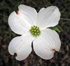Cornus Flower Seeds for Planting – Heirloom Non-GMO Fragrant Blossoms Organic Garden Seeds