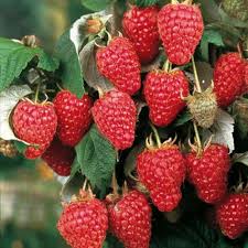 Raspberry Heritage Seeds 