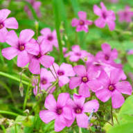 Pink Oxalis Laciniata Flower Seeds for Planting - Pollinator Friendly, Heirloom &amp; GMO Free Seeds for Home Garden Non-GMO