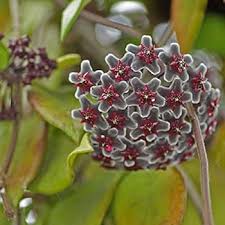 Wax Flower Seeds for Planting | Heirloom Non-GMO Organic Garden Seeds