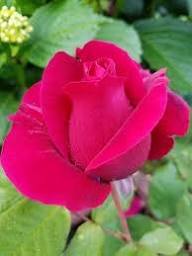 Bellvue Flower Seeds for Planting – Heirloom, Non-GMO, High Germination Organic Garden Seeds