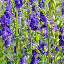 Heirloom Aconitum Flower Seeds for Planting – Hardy Variety, Non-GMO, High Germination Organic Garden Seeds