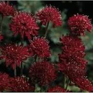 Red Pincushion Flower Seeds for Planting – Heirloom, Non-GMO, High Germination Organic Garden Seeds