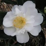 Yellow White Camellia Flower Seeds for Planting – Borders, Heirloom, Non-GMO, High Germination Organic Seeds