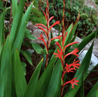 Bugle Lily Watsonia Pillansii Flower Seeds for Planting – Heirloom Non-GMO, High Germination Organic Garden Seeds