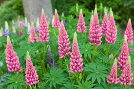 Thick Pink Lupine Flower Seeds for Planting – Heirloom, Non-GMO, Fragrant Blossoms, High Germination