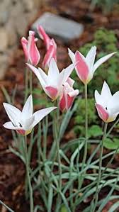 Peppermint Stick Tulip Flower Seeds for Planting - Easy to Grow, Heirloom, Non-GMO, High Germination Organic Garden Seeds