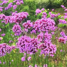 Lavender Vervain Flower Seeds for Planting | Heirloom Non-GMO Organic Garden Seeds, High Germination