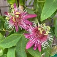 Light Pink White Passiflora Flower Seeds – Heirloom, Non-GMO, High Germination Organic Garden Seeds