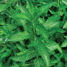 Mint Spearmint Seeds for Planting – Heirloom, Non-GMO Culinary & Medicinal Herb for Tea, Cooking & Aromatic Gardens