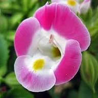 Pink Torenia Flower Seeds for Planting | Heirloom Non-GMO Organic Garden Seeds High Germination