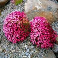Pink Cascading Flower Seeds for Planting – Heirloom, Non-GMO Seasonal Bloomer for Home Garden