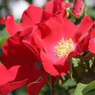 Pink Rugosa Flower Seeds for Planting | Heirloom Non-GMO High Germination