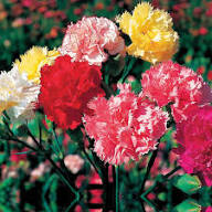 Carnation Flower Seeds for Planting – Heirloom Non-GMO High Germination Organic Garden Seeds