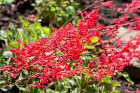 Flower Seeds, Seeds,Seeds For Planting,Plant Seeds
