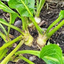 Meerrettich flower seeds for planting - Heirloom & Non-GMO Garden Seeds