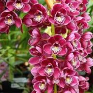 Cymbidium Faberi Flower Seeds for Planting – Heirloom, Non-GMO, Easy to Grow Organic Garden Seeds