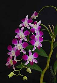 Phalaenopsis Orchid Flower Seeds for Planting – Long Bloom, Heirloom Non-GMO High Germination Organic Garden Seeds