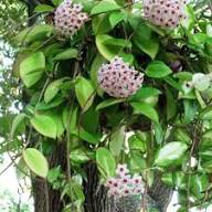 Hoya Carnosa Flower Seeds for Planting | Heirloom Non-GMO High Germination Organic Garden Seeds