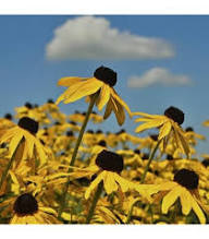 Yellow Coneflower Seeds for Planting – Heirloom Non-GMO High Germination Organic Garden Seeds