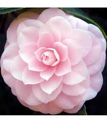 Heirloom Camellia Flower Seeds for Planting – Sun Loving, Non-GMO, High Germination Organic Garden